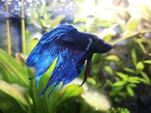 Betta splendens arkivfoton Betta splendens arkivfoton