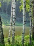 Betulle sulla riva di un lago della foresta un chiaro giorno di estate immagine stock libera da diritti Betulle sulla riva di un lago della foresta un chiaro giorno di estate immagine stock libera da diritti