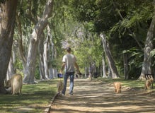 Beverly Hills, CA, USA Juni, 2., schöner Baum 2015 zeichnete Beve stockfotografie Beverly Hills, CA, USA Juni, 2., schöner Baum 2015 zeichnete Beve stockfotografie