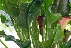 Bevlekte Calla Lily Leaves met Bourgondië & Roze Bloei royalty-vrije stock foto Bevlekte Calla Lily Leaves met Bourgondië & Roze Bloei royalty-vrije stock foto