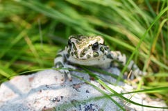 Bevlekte een aarden padzitting op een steen, close-up Bufobufo De groene Macro van de viridisfoto van padbufo stock afbeeldingen Bevlekte een aarden padzitting op een steen, close-up Bufobufo De groene Macro van de viridisfoto van padbufo stock afbeeldingen