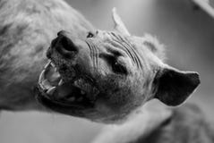 Bevlekte Hyena royalty-vrije stock afbeelding Bevlekte Hyena royalty-vrije stock afbeelding