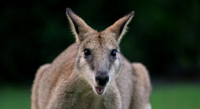Beweglicher Wallaby lizenzfreies stockfoto Beweglicher Wallaby lizenzfreies stockfoto