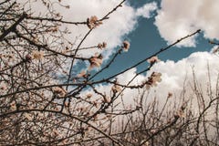 Bewölkter Tag der Kirschblüten-Prognose lizenzfreie stockfotos Bewölkter Tag der Kirschblüten-Prognose lizenzfreie stockfotos