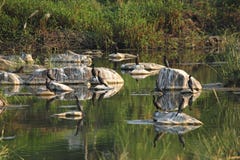 Bezinning van 12 wilde zwarte aalscholvervogels stock afbeelding Bezinning van 12 wilde zwarte aalscholvervogels stock afbeelding