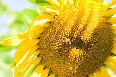 Bi och sunflowe royaltyfria bilder Bi och sunflowe royaltyfria bilder