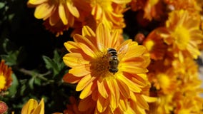 Bi på lantgården royaltyfria bilder Bi på lantgården royaltyfria bilder