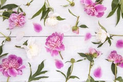 Bia?e i r??owe peonie fotografia royalty free Bia?e i r??owe peonie fotografia royalty free