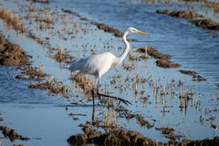 Biali czapli Ardea albumy przy zmierzchem w zalewającym ryżu polu w Albufera naturalnym parku, Walencja, Hiszpania Naturalny tło fotografia stock Biali czapli Ardea albumy przy zmierzchem w zalewającym ryżu polu w Albufera naturalnym parku, Walencja, Hiszpania Naturalny tło fotografia stock