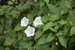 Biali kwiaty Calystegia silvatica rośliny zdjęcie royalty free Biali kwiaty Calystegia silvatica rośliny zdjęcie royalty free