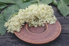 Biali kwiaty i liście elderberry kłamają na pucharze na nieociosanym drewnianym tle zdjęcie royalty free Biali kwiaty i liście elderberry kłamają na pucharze na nieociosanym drewnianym tle zdjęcie royalty free