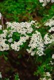 Biali kwiaty zamknięci w górę spirea zdjęcie stock Biali kwiaty zamknięci w górę spirea zdjęcie stock