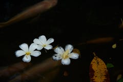Biali plumeria albumy kwitną unosić się w stawie zdjęcia royalty free Biali plumeria albumy kwitną unosić się w stawie zdjęcia royalty free