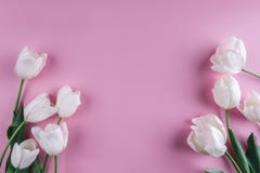 Biali tulipany kwitną nad światłem - różowy tło Kartka z pozdrowieniami lub ślubny zaproszenie zdjęcie royalty free Biali tulipany kwitną nad światłem - różowy tło Kartka z pozdrowieniami lub ślubny zaproszenie zdjęcie royalty free