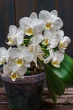 Biała orchidea w garnku przeciw tłu ciemne deski, Naturalnego tła i projekta element zdjęcie royalty free Biała orchidea w garnku przeciw tłu ciemne deski, Naturalnego tła i projekta element zdjęcie royalty free
