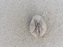 Biała i brown owalna kształta dennego anemonu skorupa nad piaskowatym tekstury tłem Fotografia Royalty Free Biała i brown owalna kształta dennego anemonu skorupa nad piaskowatym tekstury tłem Fotografia Royalty Free