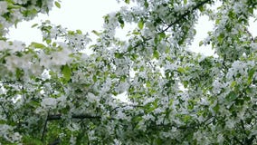 Biały niebo i biali kwiaty okwitnięcie jabłoniowe gałąź zbiory wideo Biały niebo i biali kwiaty okwitnięcie jabłoniowe gałąź zbiory wideo