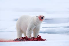 Biały niedźwiedź polarny na dryftowym lodzie z śnieżną karmienia zwłoki foką, koścem i krwią, Svalbard, Norwegia Krwista natura, obrazy stock Biały niedźwiedź polarny na dryftowym lodzie z śnieżną karmienia zwłoki foką, koścem i krwią, Svalbard, Norwegia Krwista natura, obrazy stock