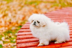 Biały Pekingese Peke Whelp szczeniaka Pekiński pies fotografia royalty free Biały Pekingese Peke Whelp szczeniaka Pekiński pies fotografia royalty free