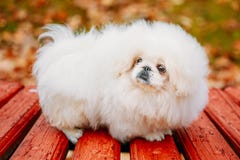 Biały Pekingese Peke Whelp szczeniaka psa Pekiński obsiadanie Na Drewnianym zdjęcie royalty free Biały Pekingese Peke Whelp szczeniaka psa Pekiński obsiadanie Na Drewnianym zdjęcie royalty free