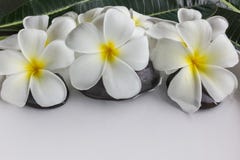 Białych kwiatów frangipani w, plumeria lub zdjęcie stock Białych kwiatów frangipani w, plumeria lub zdjęcie stock