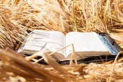 Biblia en campo de las espiguillas fotografía de archivo Biblia en campo de las espiguillas fotografía de archivo