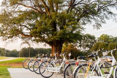Biciclette per affitto ad un parco locale nella città fotografia stock libera da diritti Biciclette per affitto ad un parco locale nella città fotografia stock libera da diritti