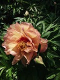 Bicolor Peony Flower in Bloom stock photos Bicolor Peony Flower in Bloom stock photos