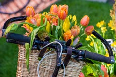 Bicycle basket with spring tulips