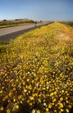 Bicyclist & Spring Bloom Royalty Free Stock Image Bicyclist & Spring Bloom Royalty Free Stock Image