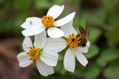 Bidens pilosa zdjęcia royalty free Bidens pilosa zdjęcia royalty free
