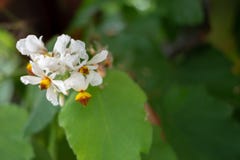 Bidens pilosa, Asteraceae Spanish needle, Beggars tick stock photo Bidens pilosa, Asteraceae Spanish needle, Beggars tick stock photo