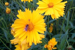 Biene auf gelber Blume lizenzfreies stockfoto Biene auf gelber Blume lizenzfreies stockfoto