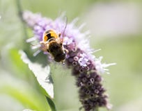 Biene auf Natur Makro lizenzfreies stockbild Biene auf Natur Makro lizenzfreies stockbild