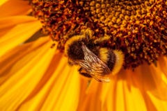 Biene mit einer netten Sonnenblume stockfotos Biene mit einer netten Sonnenblume stockfotos