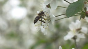Bienen fliegen zu blühendem Baum, Zeitlupe Bienen fliegen zu blühendem Baum, Zeitlupe