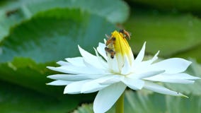 Bienen- im Lotos und Bienengruppenfunktion finden Blütenstaub auf Lotos am Tag am Morgen stock video Bienen- im Lotos und Bienengruppenfunktion finden Blütenstaub auf Lotos am Tag am Morgen stock video