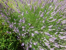 Bienen und Lavendel 3 lizenzfreie stockfotografie Bienen und Lavendel 3 lizenzfreie stockfotografie