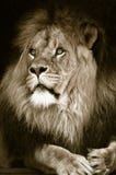 Big African Male Lion Royalty Free Stock Photography
