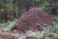 Big Anthill In The Spruce Forest Royalty Free Stock Image