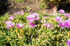 A big bee harvesting honey in wild flowers royalty free stock photo A big bee harvesting honey in wild flowers royalty free stock photo