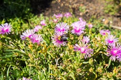 A big bee harvesting honey in wild flowers stock images A big bee harvesting honey in wild flowers stock images