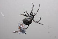 A big, black spider caught a fly stock photography A big, black spider caught a fly stock photography