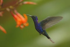 Big blue hummingbird Violet Sabrewing flying next to beautiful pink flower with clear green forest background Stock Image Big blue hummingbird Violet Sabrewing flying next to beautiful pink flower with clear green forest background Stock Image