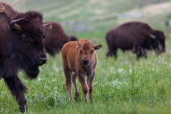 Big Brother Bison Babysitter stock foto Big Brother Bison Babysitter stock foto