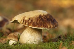 Big Brown And White Colored Mushroom Royalty Free Stock Photos