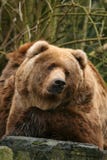 Big Brown Bear Looking At You Royalty Free Stock Photo