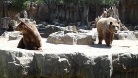 Big brown bears enclosure royalty free stock image Big brown bears enclosure royalty free stock image