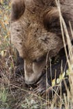 Brown grizzly bear in north America stock image Brown grizzly bear in north America stock image