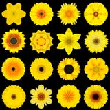 Big Collection of Various Yellow Pattern Flowers Isolated on Black royalty free stock photography Big Collection of Various Yellow Pattern Flowers Isolated on Black royalty free stock photography